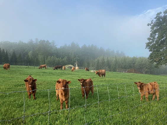 cattle-in-field-565