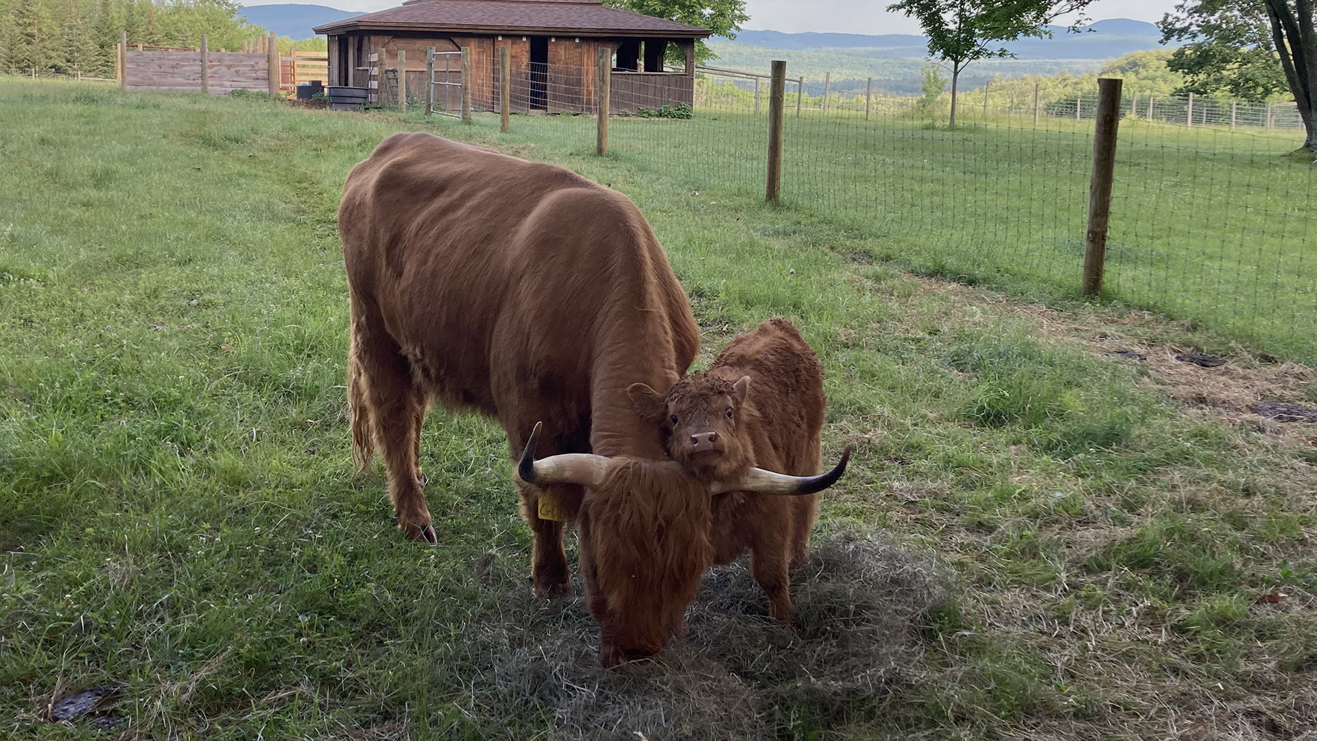 scottish-highland-cattle