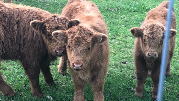 highland cattle for sale indiana