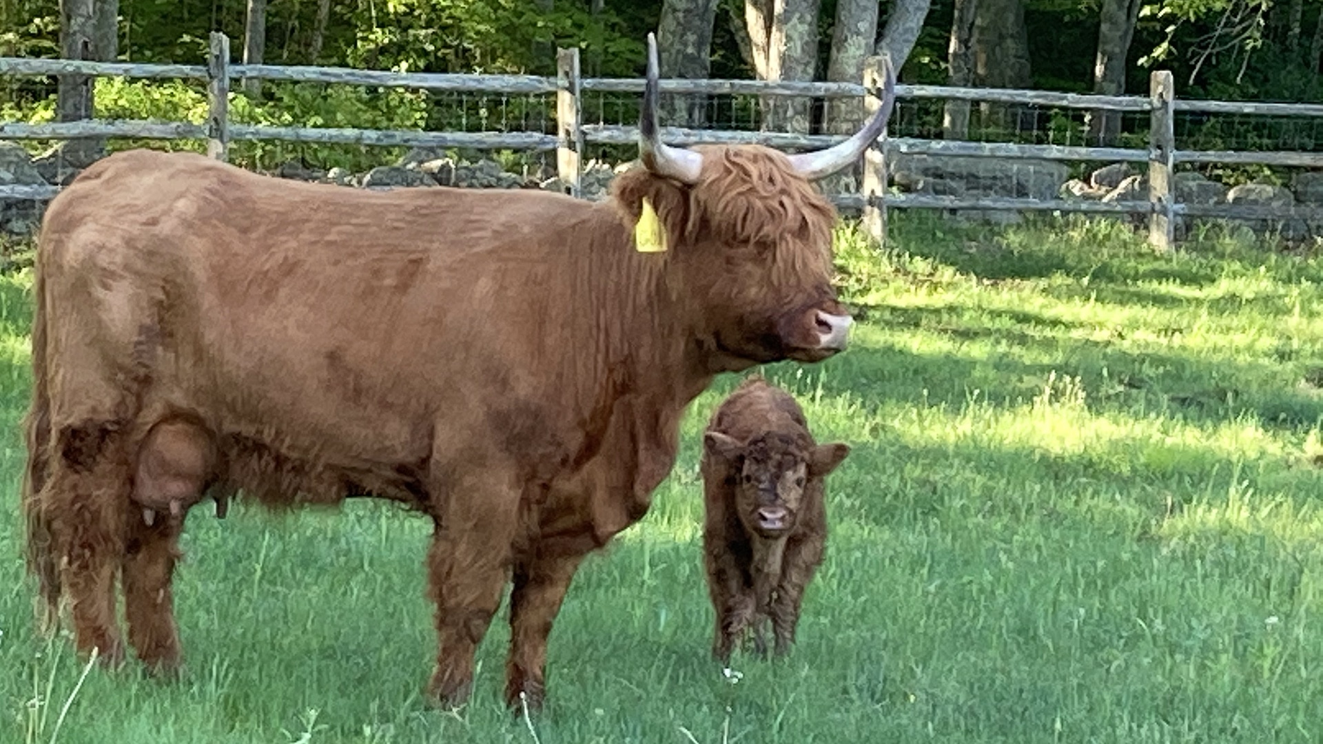 cattle-picture-for-contact-page