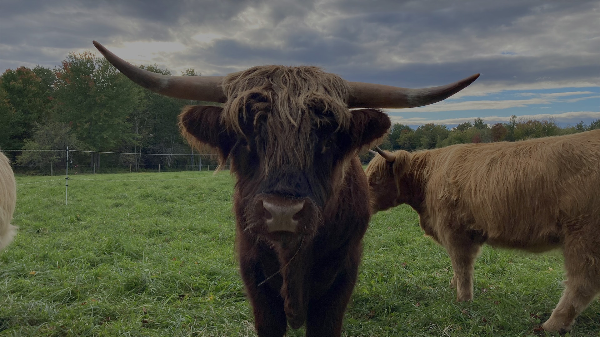 highland-cattle-page-bull-pic